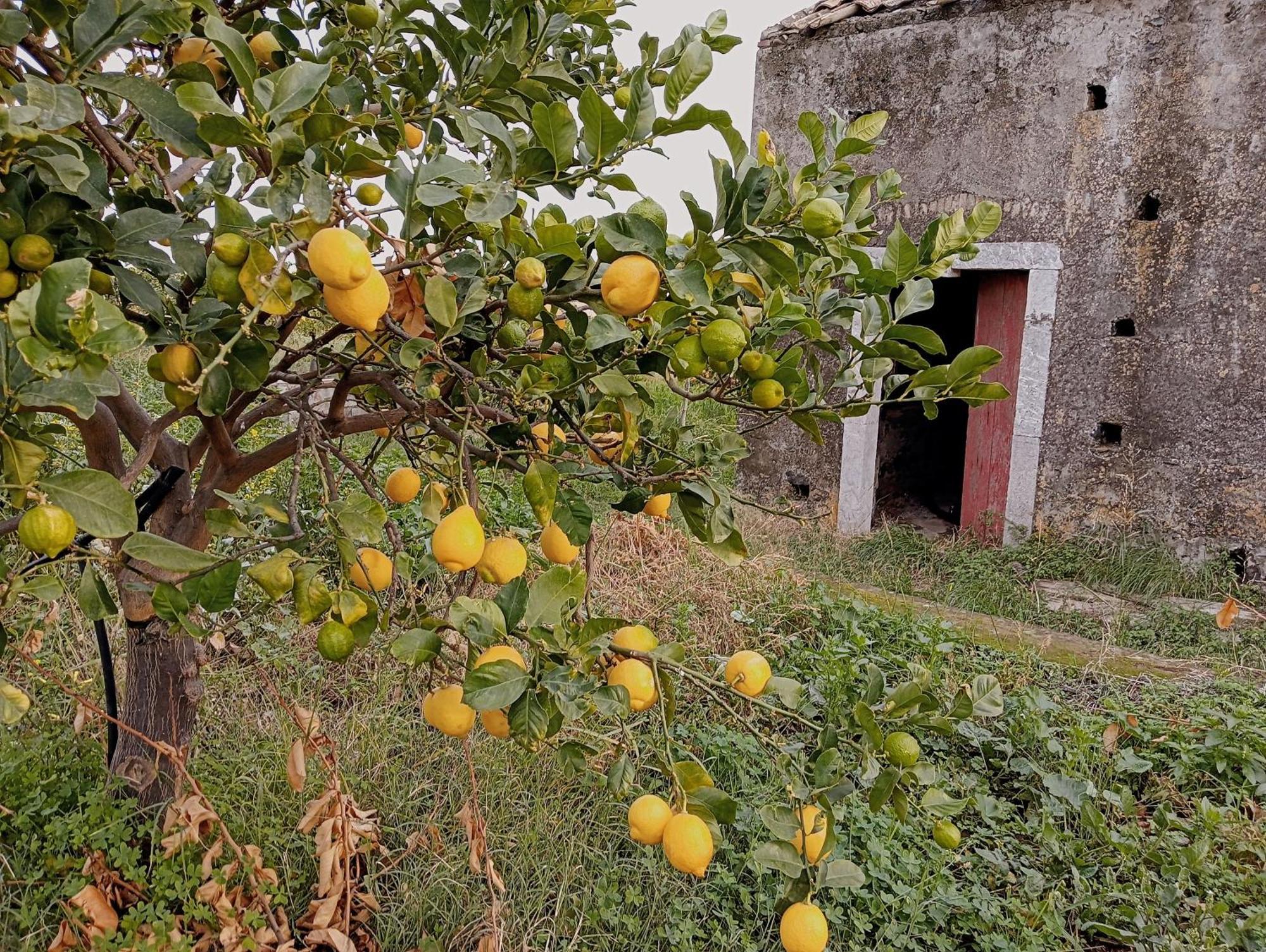 Villa Laura Apartment Giardini Naxos Eksteriør bilde